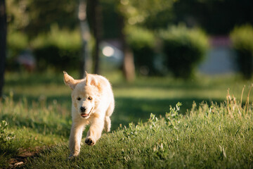 A funny golden retriever puppy is playing cute on the green grass in the park in summer. Active recreation, playing with dogs. A family dog. Shelters and pet stores
