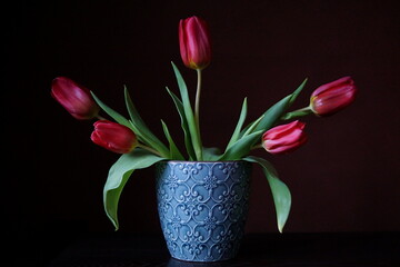 Beautiful red tulips and leaves on a black background - Tulipa