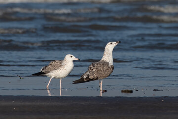 Lesser black-backed gull (Larus fuscus), a large gull, observed at Akshi Beach in Alibag, Maharashtra, India