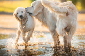 A funny golden retriever puppy is having fun swimming in a dirty puddle on a hot summer day in the park. Active recreation, playing with dogs. A family dog. Shelters and pet stores