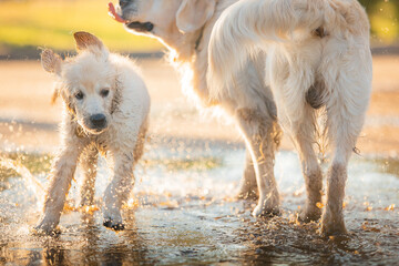 A funny golden retriever puppy is having fun swimming in a dirty puddle on a hot summer day in the park. Active recreation, playing with dogs. A family dog. Shelters and pet stores