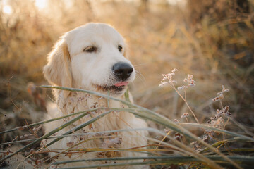 A golden retriever walks at dawn in a field in late autumn. Active recreation, playing with dogs. A...