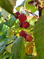 red berries of a raspberry