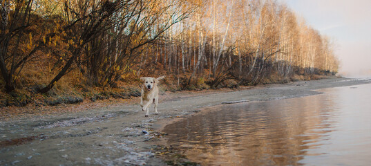 A golden retriever walks along the riverbank at dawn and swims in late autumn. Active recreation,...