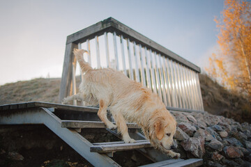 A golden retriever walks along the riverbank at dawn and swims in late autumn. Active recreation,...