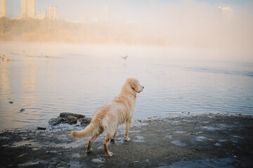 A golden retriever walks along the riverbank at dawn and swims in late autumn. Active recreation, playing with dogs. A family dog. Shelters and pet stores