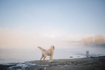 A golden retriever walks along the riverbank at dawn and swims in late autumn. Active recreation, playing with dogs. A family dog. Shelters and pet stores