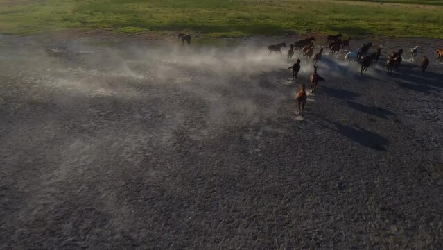 vista aerea de caballos al trote con mucha energ&iacute;a sobre arena reseca y levantando el polvo.