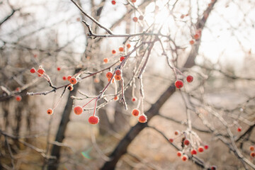 A golden retriever walks at dawn in a field in late autumn. Active recreation, playing with dogs. A family dog. Shelters and pet stores