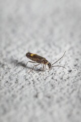 young leaf beetle on the wall