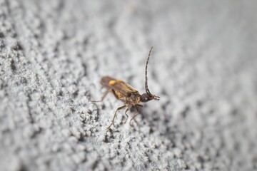 young leaf beetle on the wall