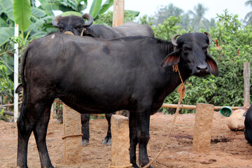 Close up shot of buffalos indian on street of lands	
