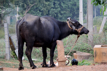 Close up shot of buffalos indian on street of lands	
