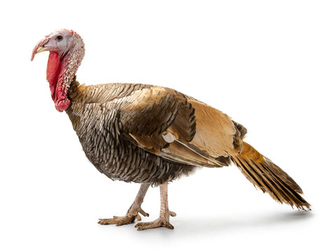 Truthahn isoliert auf wei&szlig;en Hintergrund, Freisteller
