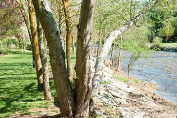 trio of logs on the banks of the river