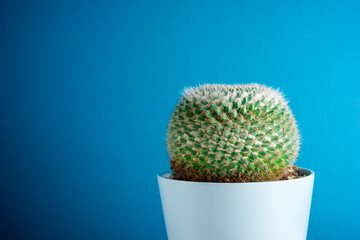 Cactus mammillaria in a blue pot