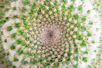 Close-up of a mammillaria cactus