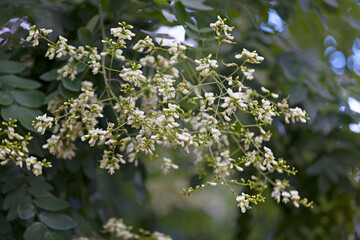 Black locust - Robinia pseudoacacia