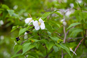 Flowers of a Rhodotypos scandens