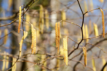 Naklejka premium Male catkins on common hazel