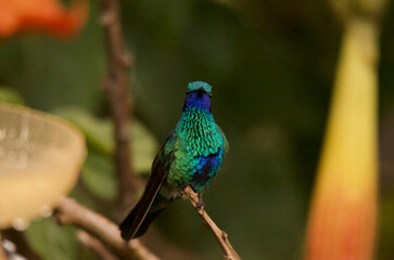 Sparkling violetear, scientific name Colibri coruscans, standing on a branch, looking to to the front, in an open feeder environment in the Andes outside Quito, Ecuador.