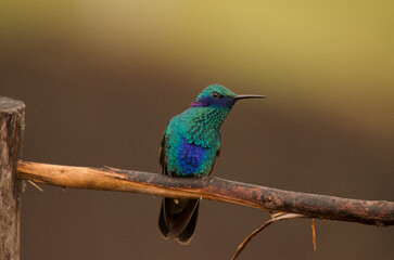 Sparkling violetear, scientific name Colibri coruscans, standing on a branch, looking to one side, in an open feeder environment in the Andes outside Quito, Ecuador.