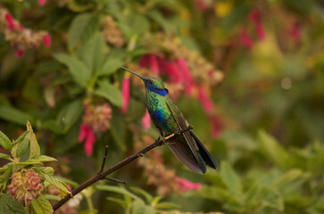 Sparkling violetear, scientific name Colibri coruscans, in an open feeder environment in the Andes outside Quito, Ecuador.