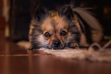 A cute and fluffy Pomeranian dog, its playful expression offset by bright, slightly tearful eyes,...