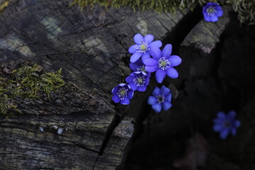 Flowers growing on an old stump