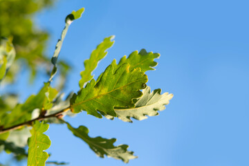 young green leaves of marsh oak against blue sky, in spring garden, summer park stretched out from...