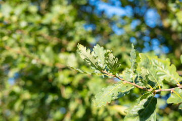 young green leaves of marsh oak against blue sky, in spring garden, summer park stretched out from...
