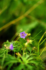 Beautiful wildflowers in an amazing green meadow...