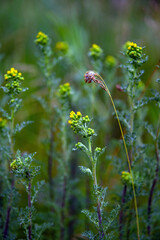 field grass in its indescribable natural beauty....