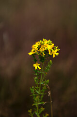 Beautiful wildflowers in an amazing green meadow...
