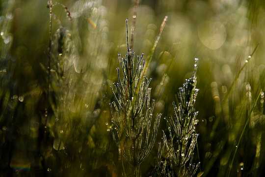 field grass in its indescribable natural beauty....