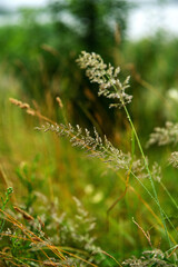 field grass in its indescribable natural beauty....
