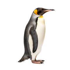 Fototapeta premium Penguin isolated on transparent and white background. Ideal for use in advertising. Generative ai