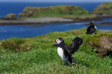 Atlantic puffins on the isle of Lunga in Scotland. The puffins breed on Lunga, a small island of the coast of Mull.	