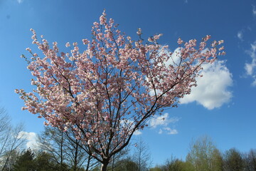 Obraz na płótnie Canvas blooming tree in spring