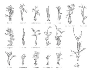 Microgreen, set vector illustrations, black and white hand drawn sketch