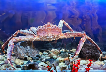 Huge live Kamchatka crab in the aquarium of the My Fish restaurant in Moscow, Russia. Delicacies...