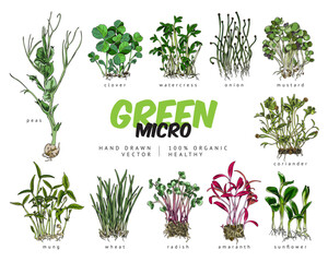 Color microgreens botanical vector set with titles, hand drawn natural watercress, clover, peas, coriander salad herbs - obrazy, fototapety, plakaty