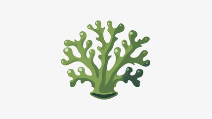 Obraz premium green algae isolated on white background.