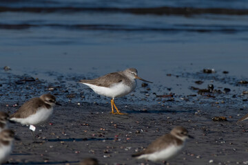 Terek sandpiper (Xenus cinereus), a small migratory Palearctic wader species, observed at Akshi Beach in Alibag, Maharashtra, India