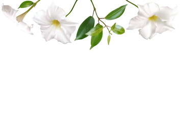 White climbing flowers. Beautiful floral background. Dipladenia. Mandevila. Green leaves. Border. Blooming liana. Tropical flower.