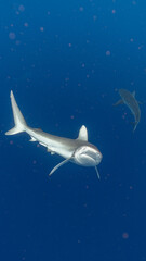 Galapagos Shark turning to ascend and eat attack