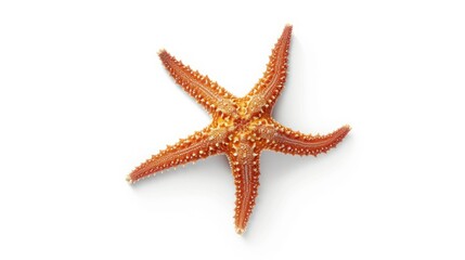 Starfish on white background.