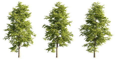 Set of deciduous trees on a transparent background, big tree with green foliage cutouts for digital composition, illustration, architecture visualization