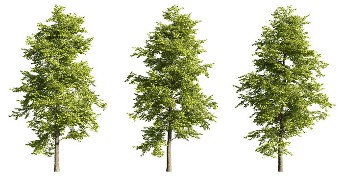 Set of deciduous trees on a transparent background, big tree with green foliage cutouts for digital composition, illustration, architecture visualization