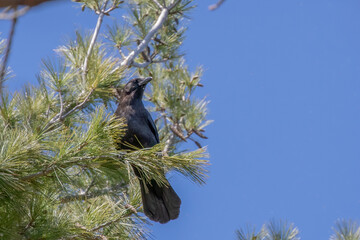 The American crow (Corvus brachyrhynchos),  large, intelligent, all-black birds with hoarse, cawing voices. 
